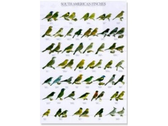 Vogelposter Südamerikanische Finken